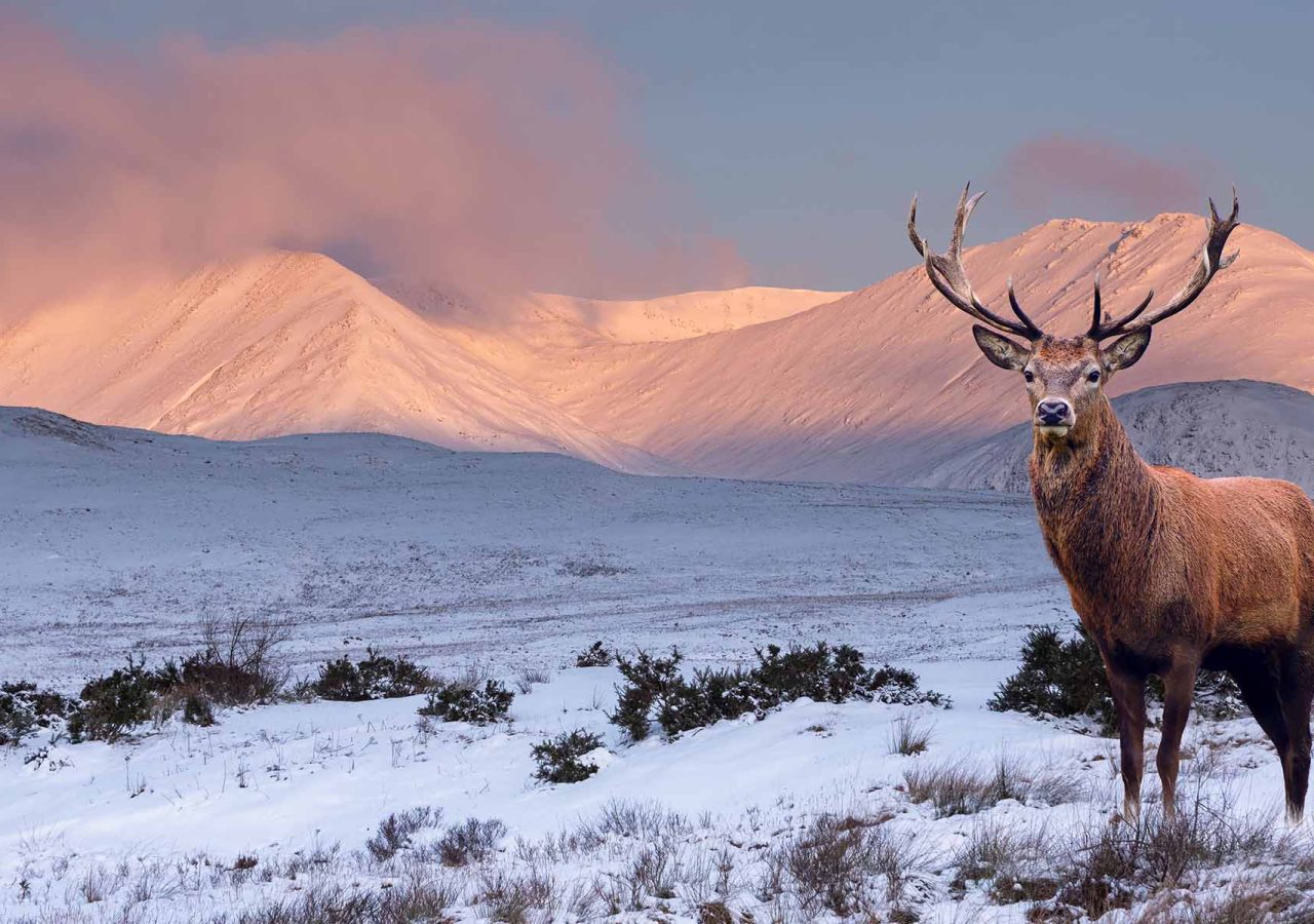 A stag in Scotland in the winter with snowy mountains in the background