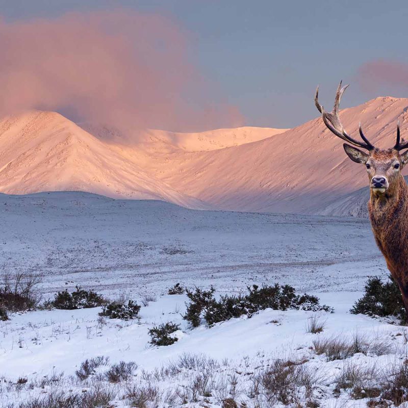 A stag in Scotland in the winter with snowy mountains in the background