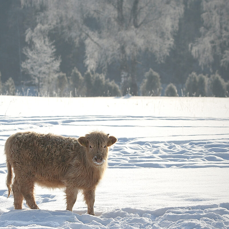 Highland cow calf in snowy field in Scottish highlands.