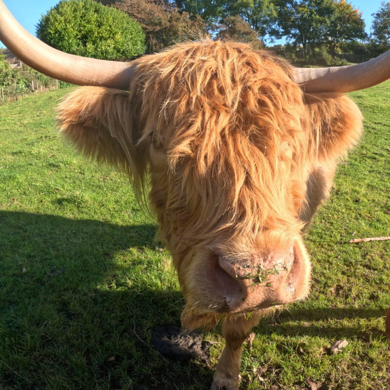 Cute close up of Highland Cow
