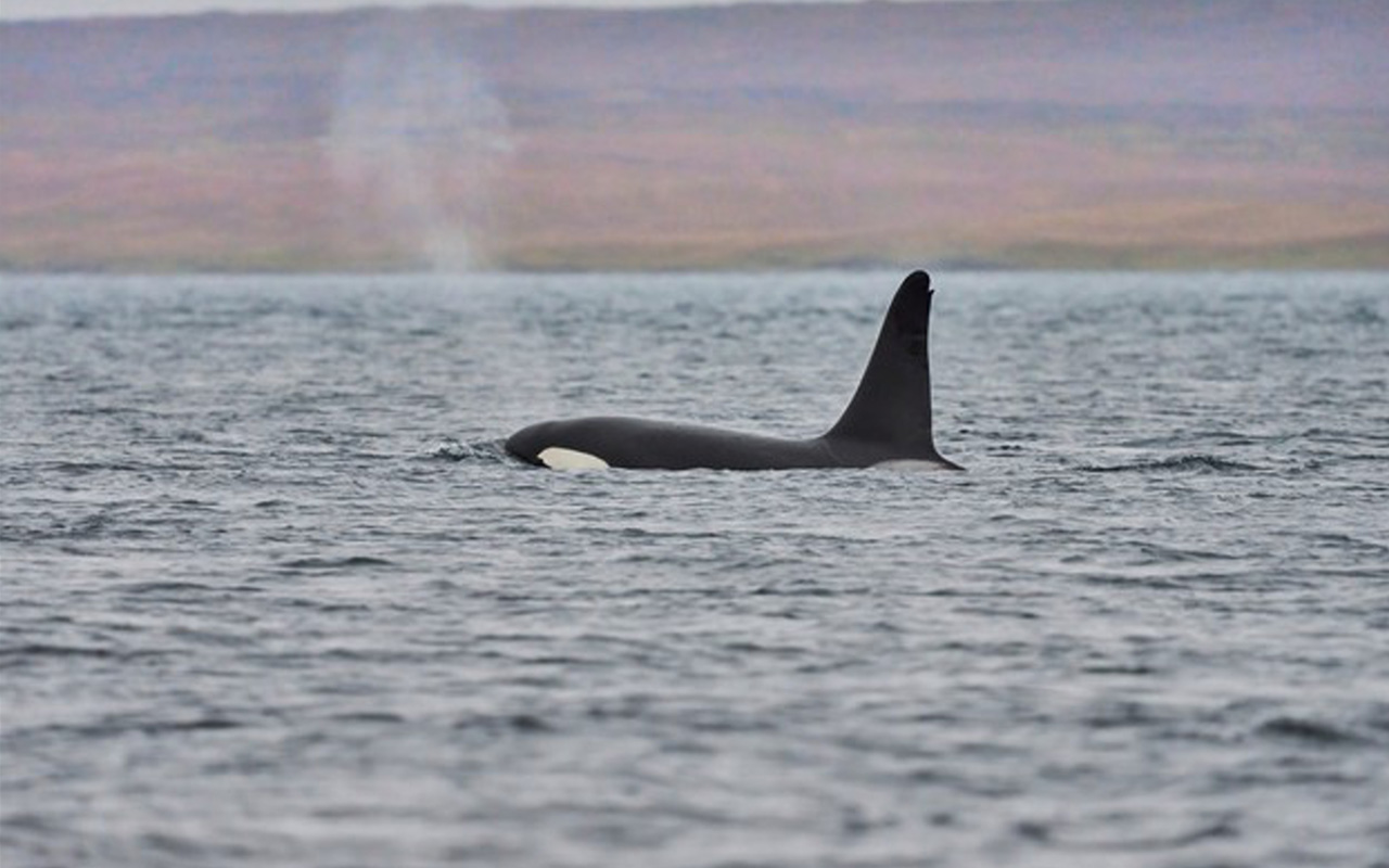 A Killer Whale