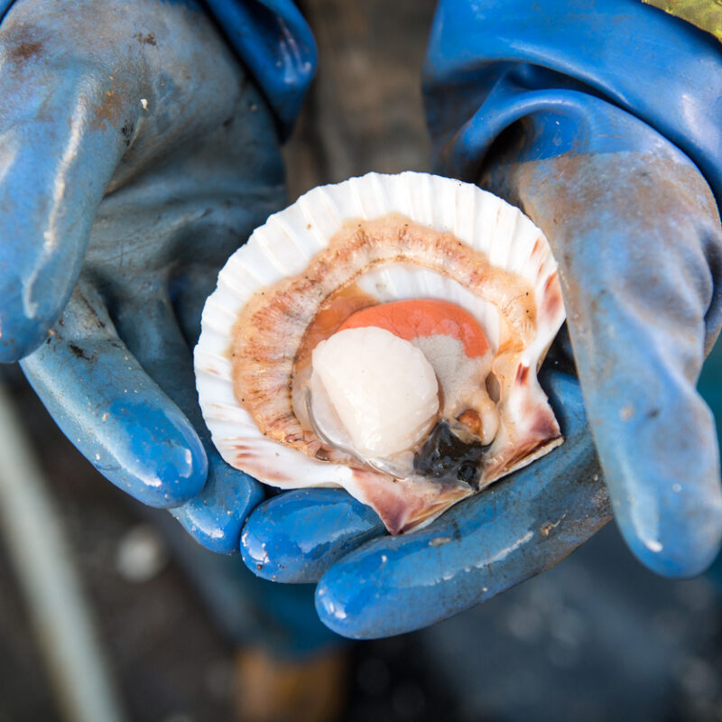 Freshly opened Scallop