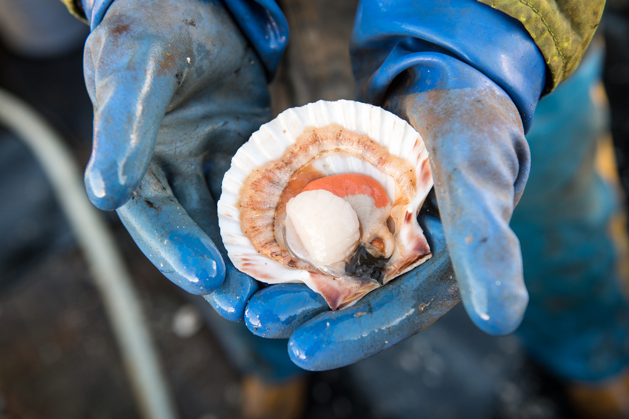 Freshly opened Scallop