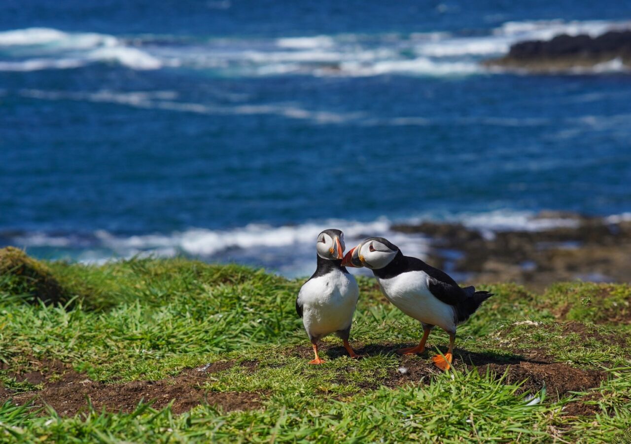 Puffins by the sea